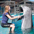 Student Maia Goguen works with one of the Marine Mammal.
