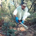 Alex Chacon working at the Forest Ecology Reseach Plot